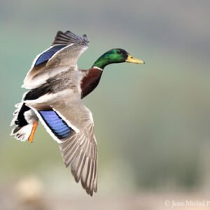 Canard colvert en vol
