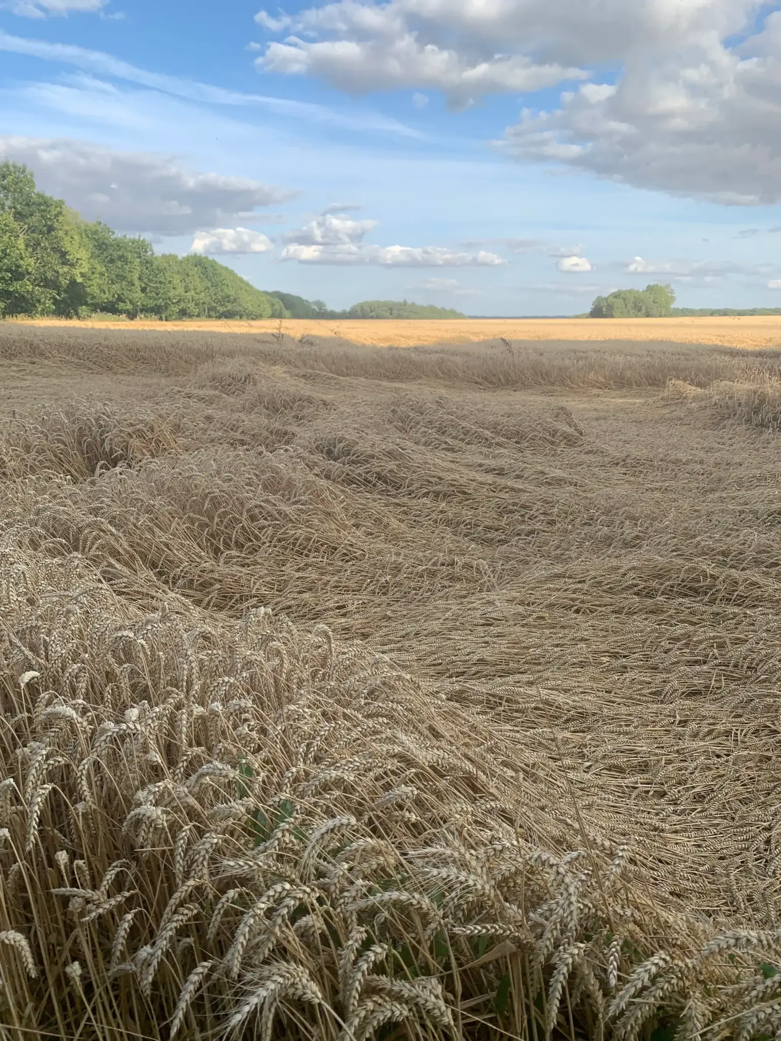 Champs de blé autour du Domaine de Vérigny