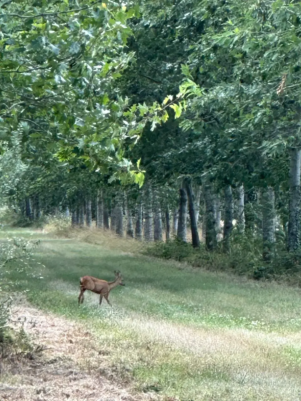 Chevreuil traversant l'allée du Domaine de Vérigny.