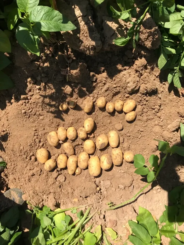 Tubercules d'un plant de pomme de terre après arrachage