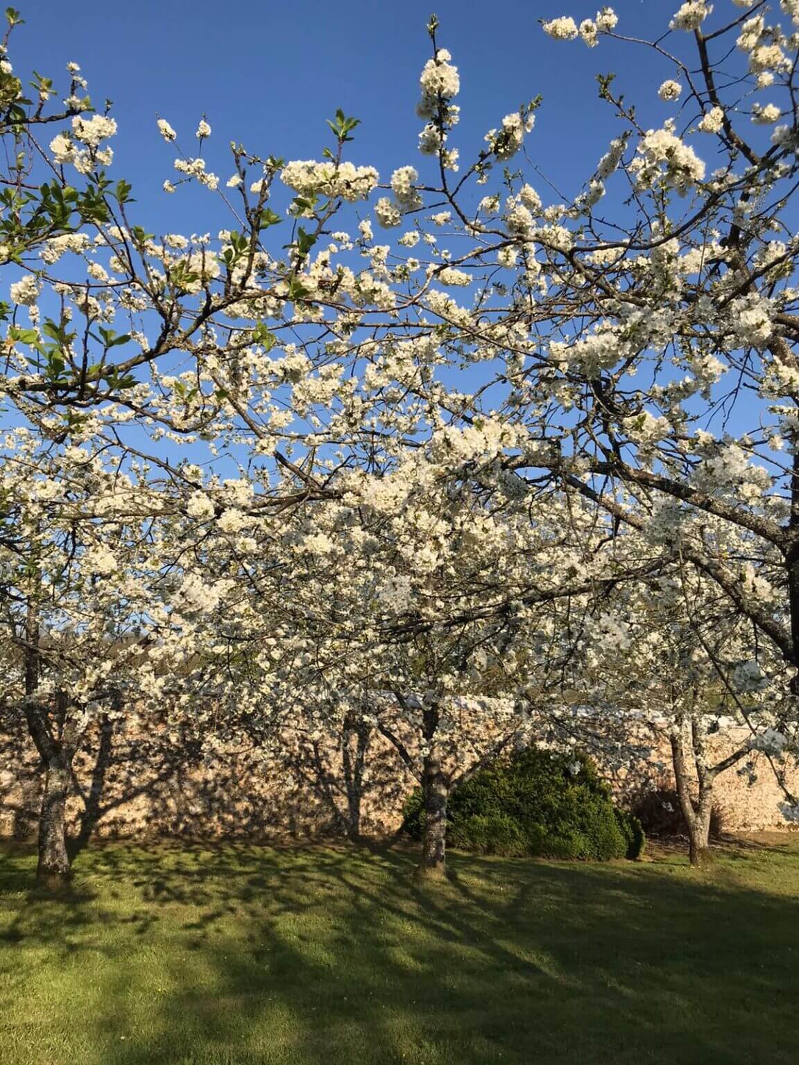 Arbres fruitiers en fleur du Domaine de Vérigny