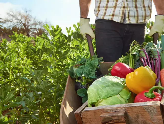 Brouette remplie de légumes poussée par un homme.