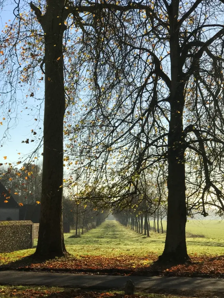 Grande allée du Domaine de Vérigny bordée d'arbres