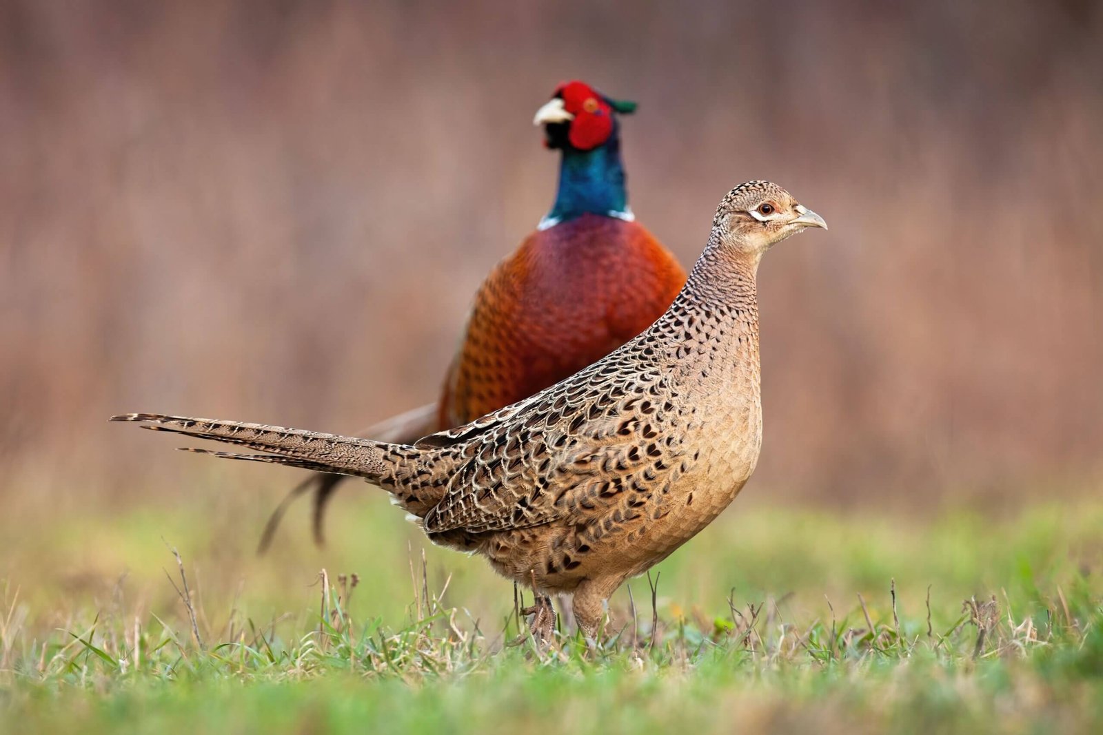 Une poule faisanne et un coq photographiés de face