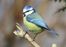 Mésange bleue de profil perchée sur une branche.