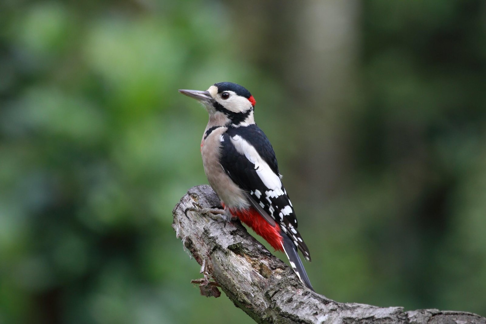 Pic Epeiche de profil perché sur une branche