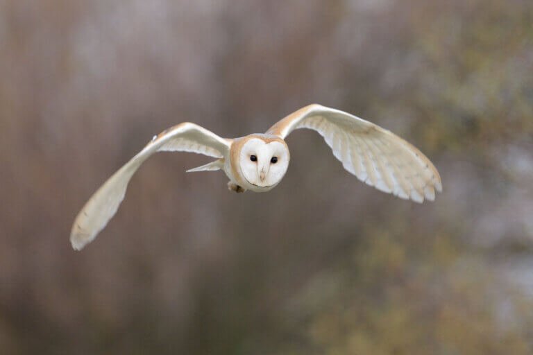 Chouette effraie des clochers ailes déployées de face