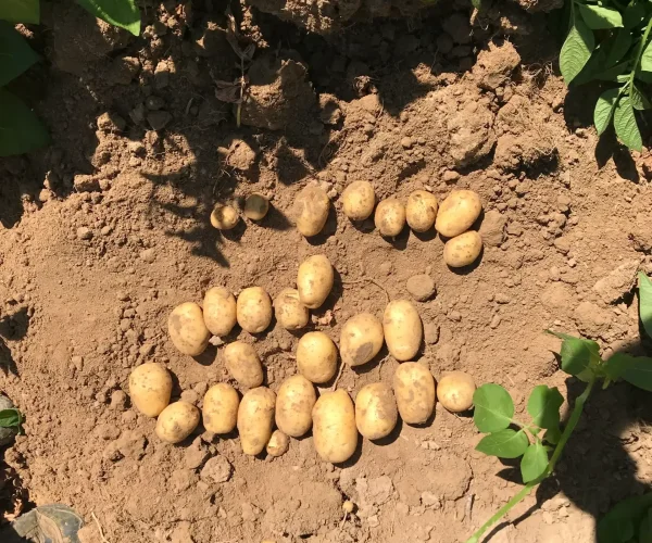 Tubercules d'un plant de pomme de terre après arrachage